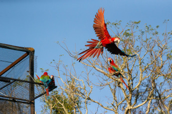 Corrientes, Argentina.- In the photos taken on January 20, 2024, the abundant natural wealth of Corrientes' Esteros del Iberá, a destination that is positioned as the new "mecca" for bird watching, is one of the four most visited circuits in Argentina by enthusiasts of a practice that not only connects people with nature, but also affects environmental awareness, local economies and the tourism market.