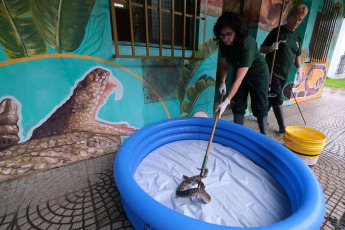 Corrientes, Argentina.- In the photos taken on January 2, 2024, by applying a protocol of good practices in scientific work with snakes, a university center in Corrientes managed to extend the life and reduce accidents of poisonous snakes, in a key task for the study of the primary input of a life-saving antidote such as serum to cure yarará bites.