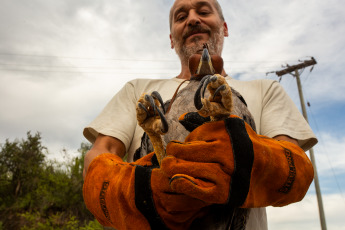 La Rioja, Argentina.- In the photos taken on February 21, 2024, the Municipality of La Rioja released a crowned eagle in conjunction with the Ministry of Environment of the Province at the Mirador del Águila in the Cantadero Protected area. The bird had been seized in a home and lacked legal documentation according to the CITES agreement - Convention on International Trade in Endangered Species of Wild Fauna and Flora -, so it was intervened and subsequently transferred to the Recovery Center. of Wildlife of La Rioja 'La Fombera' for their care.