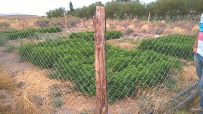 Rio Negro, Argentina.- En las fotos tomadas el 20 de febrero del 2024, el agua proveniente de la planta de tratamiento de efluentes cloacales de la localidad de Ingeniero Jacobacci (Río Negro) es reutilizada para el riego de árboles y cultivos, a través de una iniciativa de diferentes organismos y organizaciones locales y provinciales que permite el aprovechamiento de este bien común en el contexto de emergencia hídrica que atraviesa la región.