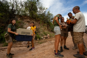 La Rioja, Argentina.- En las fotos tomadas el 21 de febrero del 2024, el Municipio de La Rioja liberó un águila coronada en conjunto con la Secretaría de Ambiente de la Provincia en el Mirador del Águila en el área Protegida del Cantadero. El ave, había sido incautada en una vivienda y carecía de la documentación legal según el convenio CITES -Convención sobre el Comercio Internacional de Especies Amenazadas de Fauna y Flora Silvestre-, por lo que se procedió a su intervención y posterior traslado al Centro de recuperación de Fauna Silvestre de La Rioja 'La Fombera' para su cuidado.