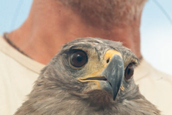 La Rioja, Argentina.- In the photos taken on February 21, 2024, the Municipality of La Rioja released a crowned eagle in conjunction with the Ministry of Environment of the Province at the Mirador del Águila in the Cantadero Protected area. The bird had been seized in a home and lacked legal documentation according to the CITES agreement - Convention on International Trade in Endangered Species of Wild Fauna and Flora -, so it was intervened and subsequently transferred to the Recovery Center. of Wildlife of La Rioja 'La Fombera' for their care.