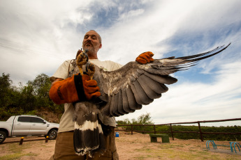 La Rioja, Argentina.- In the photos taken on February 21, 2024, the Municipality of La Rioja released a crowned eagle in conjunction with the Ministry of Environment of the Province at the Mirador del Águila in the Cantadero Protected area. The bird had been seized in a home and lacked legal documentation according to the CITES agreement - Convention on International Trade in Endangered Species of Wild Fauna and Flora -, so it was intervened and subsequently transferred to the Recovery Center. of Wildlife of La Rioja 'La Fombera' for their care.