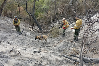 Patagonia, Argentina.- In the photos taken on February 5, 2024, fire departments continue to fight a forest fire that affects Patagonia, Argentina. The area devastated by the forest fires that have affected the Los Alerces national park, in Argentine Patagonia, and recognized as a UNESCO heritage site since 2017, grew to 3,147 hectares, official sources reported this Sunday.