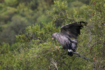 La Rioja, Argentina.- In the photos taken on February 21, 2024, the Municipality of La Rioja released a crowned eagle in conjunction with the Ministry of Environment of the Province at the Mirador del Águila in the Cantadero Protected area. The bird had been seized in a home and lacked legal documentation according to the CITES agreement - Convention on International Trade in Endangered Species of Wild Fauna and Flora -, so it was intervened and subsequently transferred to the Recovery Center. of Wildlife of La Rioja 'La Fombera' for their care.