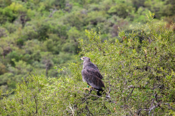 La Rioja, Argentina.- In the photos taken on February 21, 2024, the Municipality of La Rioja released a crowned eagle in conjunction with the Ministry of Environment of the Province at the Mirador del Águila in the Cantadero Protected area. The bird had been seized in a home and lacked legal documentation according to the CITES agreement - Convention on International Trade in Endangered Species of Wild Fauna and Flora -, so it was intervened and subsequently transferred to the Recovery Center. of Wildlife of La Rioja 'La Fombera' for their care.