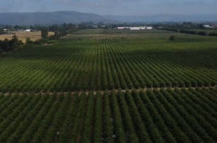 Productores de frutas de Chile buscan soluciones al cambio climático