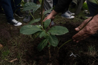 Buenos Aires, Argentina.- En las fotos, productores yerbateros de la provincia de Misiones plantaron yerba frente al Obelisco, para llamar la atención sobre la crisis en el sector, tras reunirse con autoridades nacionales en la Casa Rosada el 5 de junio del 2024. Los productores reclaman se designe una autoridad en el INYM (Instituto Nacional de la Yerba Mate) para poder “regular” precios, y que cese la importación del producto desde Brasil y el Paraguay.