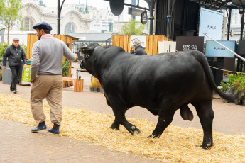 Buenos Aires, Argentina.- En las fotos, durante la 136° Exposición Rural de Palermo en Buenos Aires, Argentina. Desde el jueves pasado se realiza la mayor muestra del campo en la capital argentina, ofreciendo al público general una variedad de propuestas para que las familiares disfruten durante las vacaciones de invierno.