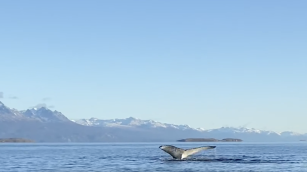 Ballenas sei en el Golfo San Jorge, Patagonia argentina
